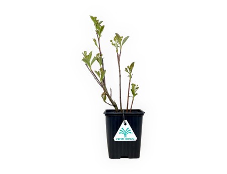 Aronia arbutifolia brillant - 31 cm
