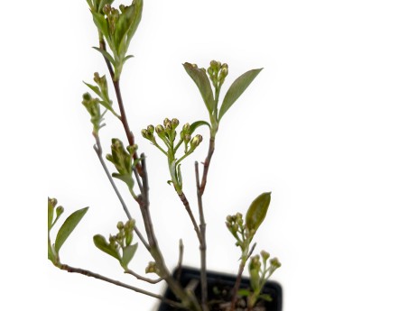Aronia arbutifolia brillant - 31 cm