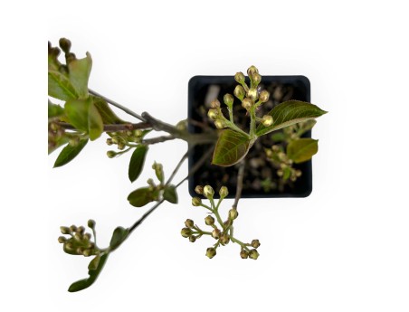 Aronia arbutifolia brillant - 31 cm