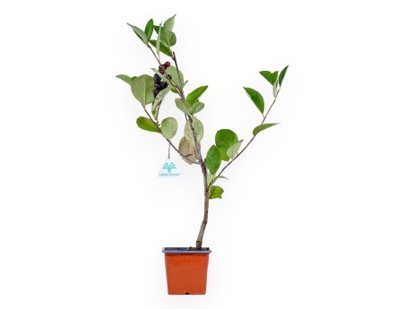 Aronia arbutifolia brillant - 31 cm