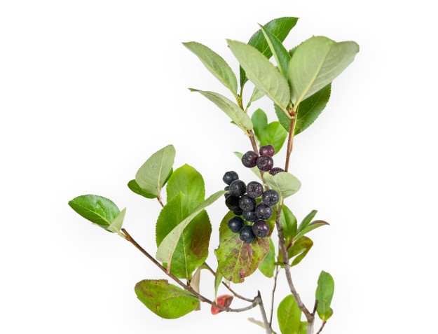 Aronia arbutifolia brillant - 31 cm 2