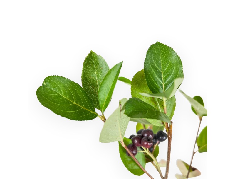 Aronia arbutifolia brillant - 31 cm