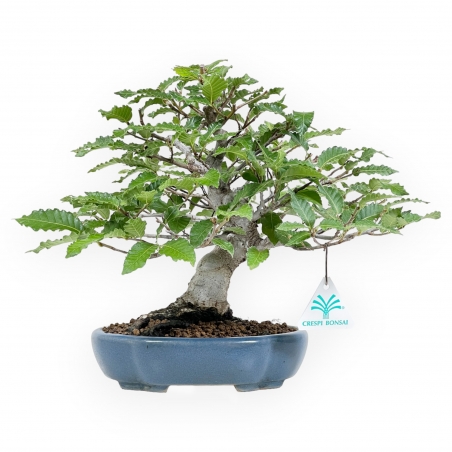 Fagus Crenata - Hêtre - 27 cm|Bonsaï à feuilles caduques