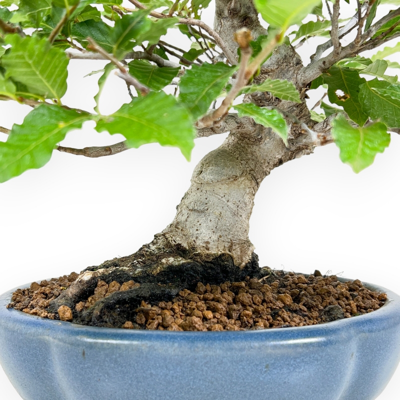 Fagus Crenata - Faggio - 27 cm