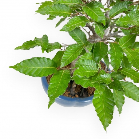 Fagus Crenata - Beech - 27 cm