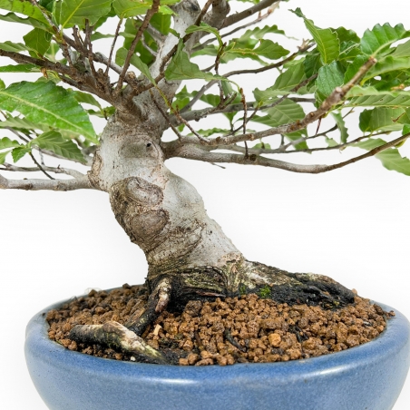 Fagus Crenata - Beech - 27 cm