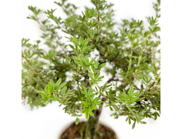 Potentilla fruticosa - 32 cm 2