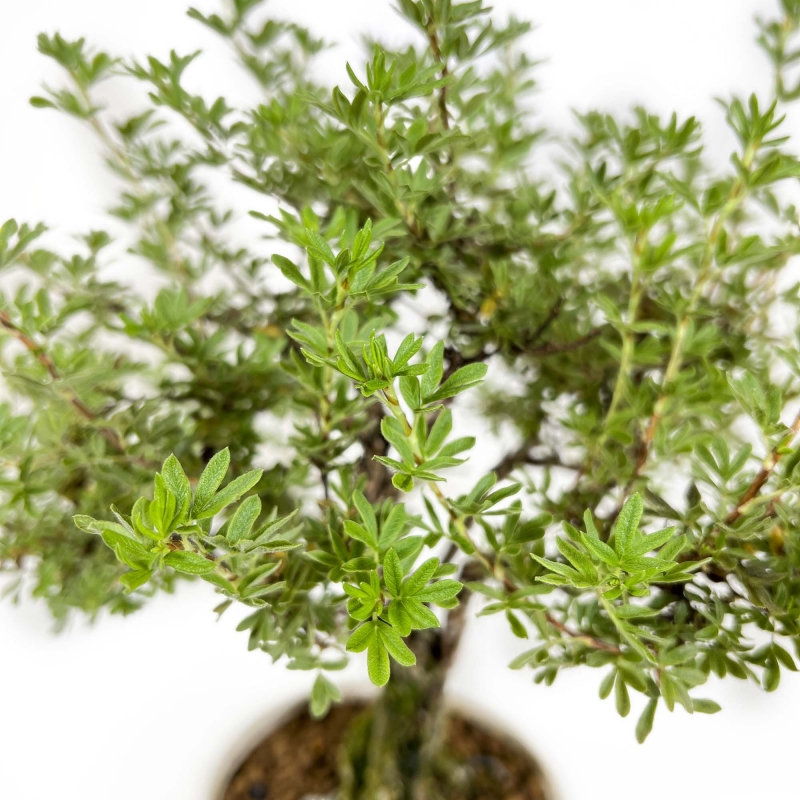 Potentilla fruticosa - 32 cm