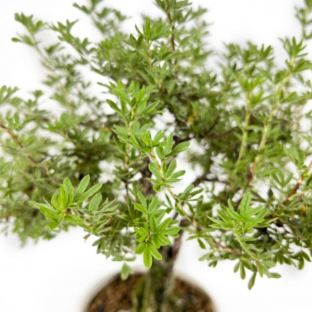 Potentilla fruticosa - 32 cm