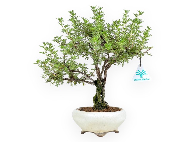 Potentilla fruticosa - 32 cm