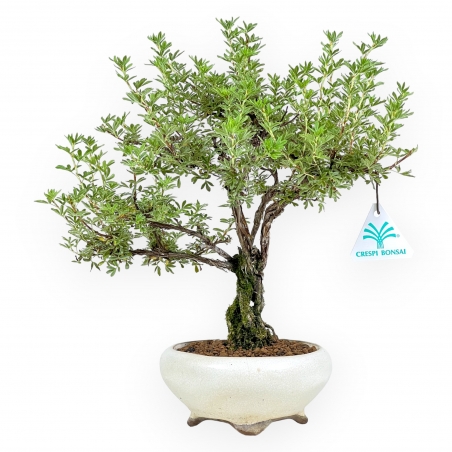 Potentilla fruticosa - 32 cm