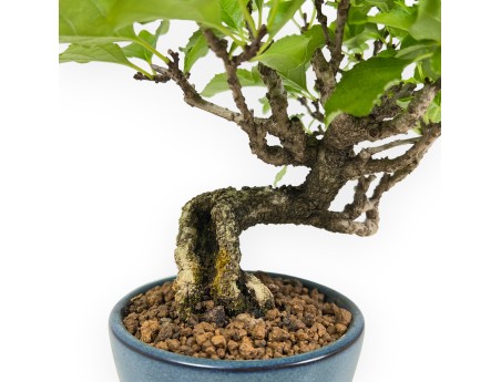 Celastrus Orbiculatus - Boomwurger - 21 cm