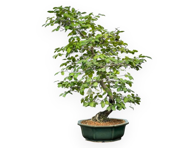 Diospyros Kaki - Plaqueminier - 89 cm