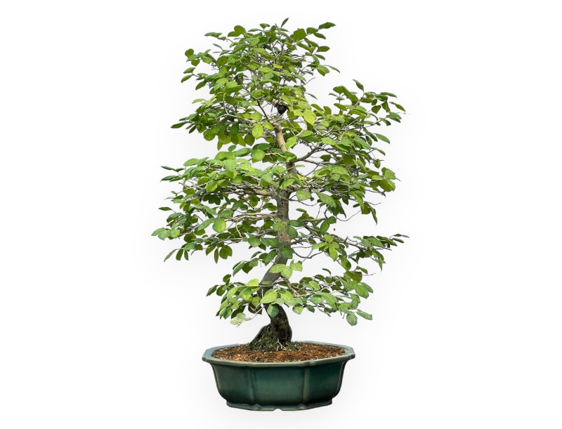 Diospyros Kaki - Kaki - 89 cm