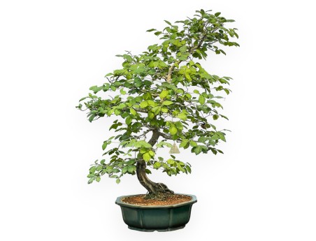 Diospyros Kaki - Kaki - 89 cm