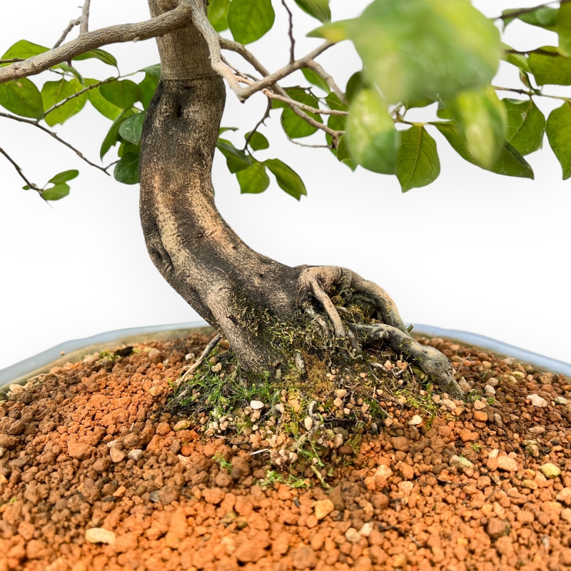 Diospyros Kaki - Plaqueminier - 89 cm