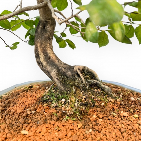 Diospyros Kaki - Plaqueminier - 89 cm