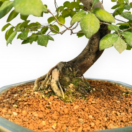 Diospyros Kaki - Kaki - 89 cm