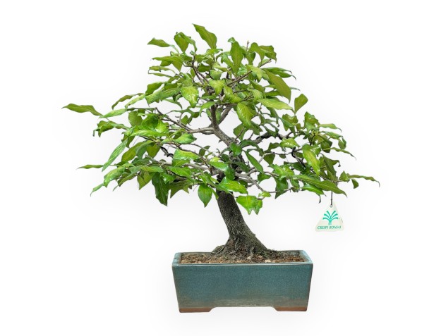 Diospyros Kaki - Plaqueminier - 33 cm