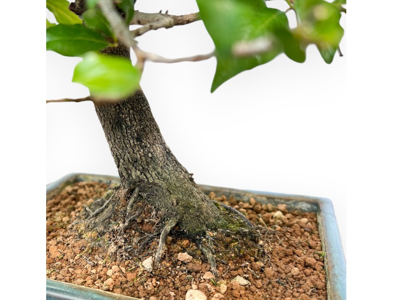 Diospyros Kaki - Kaki - 33 cm