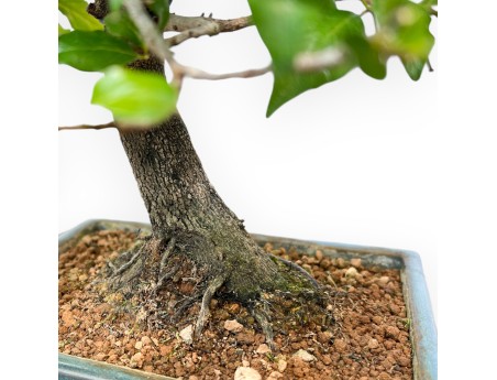 Diospyros Kaki - Kaki - 33 cm