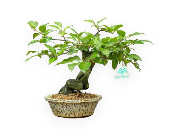 Diospyros Kaki - Plaqueminier - 27 cm