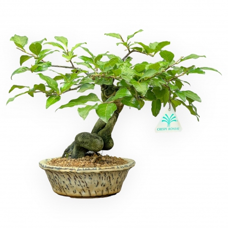 Diospyros Kaki - Plaqueminier - 27 cm