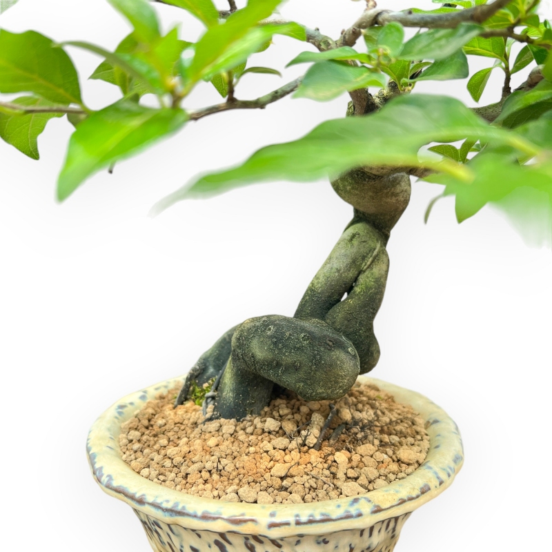 Diospyros Kaki - Kaki - 27 cm