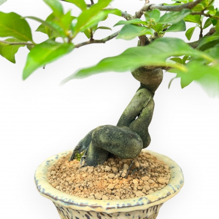 Diospyros Kaki - Plaqueminier - 27 cm