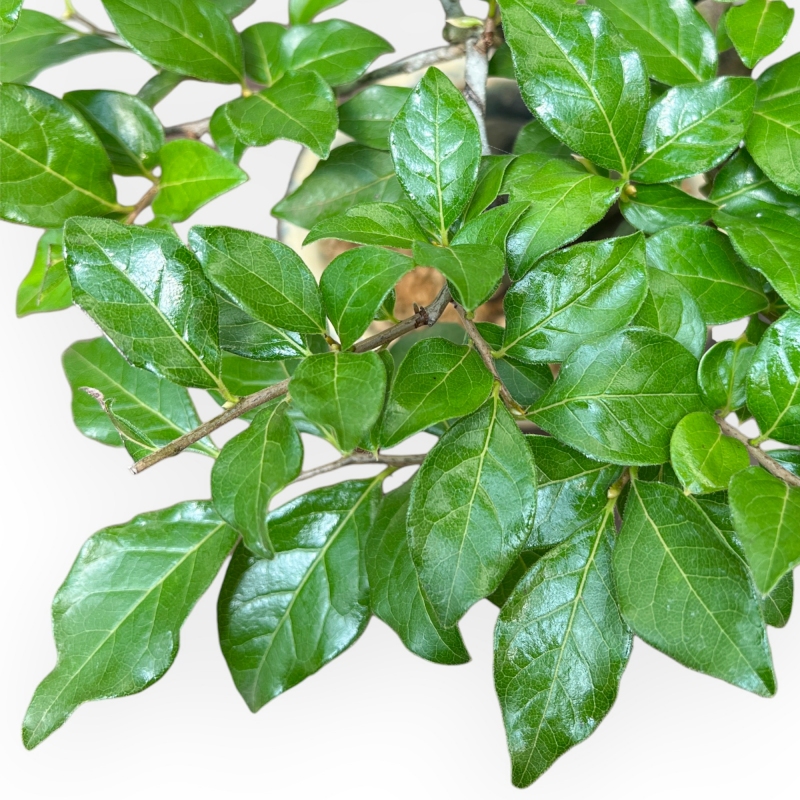 Diospyros Kaki - Plaqueminier - 27 cm