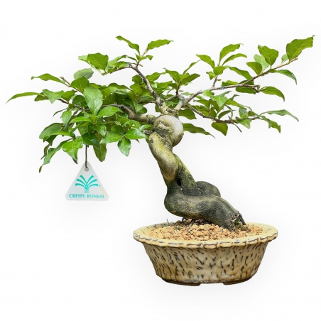 Diospyros Kaki - Plaqueminier - 27 cm