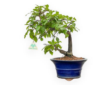 Diospyros kaki - Plaqueminier - 34 cm