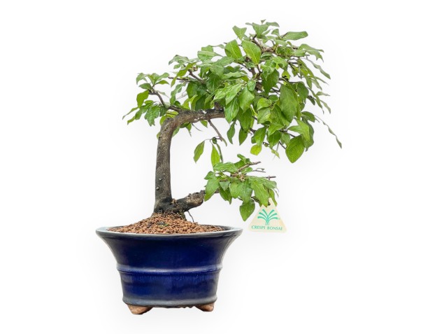 Diospyros kaki - Kaki - 34 cm