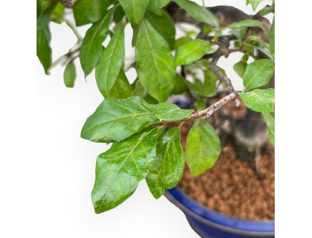 Diospyros kaki - Plaqueminier - 34 cm