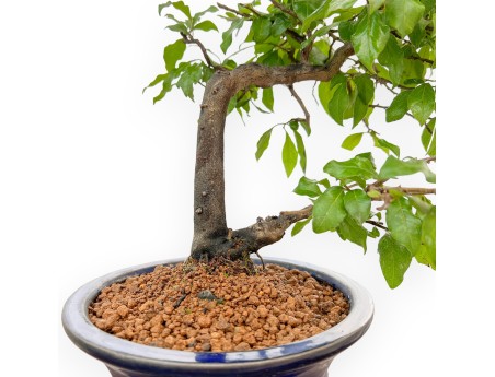 Diospyros kaki - Kaki - 34 cm