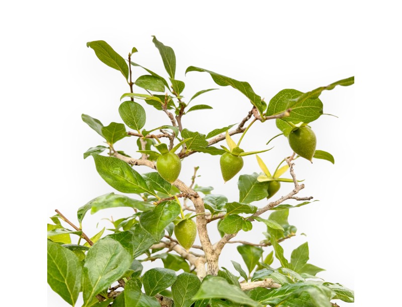 Diospyros Kaki - Kaki - 40 cm