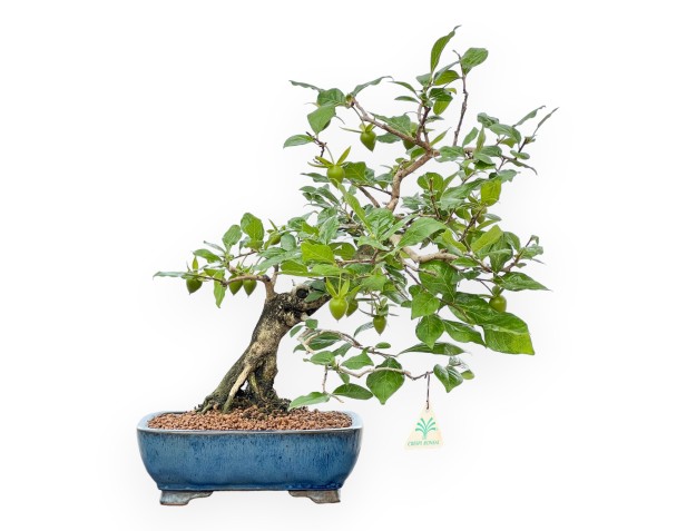 Diospyros Kaki - Plaqueminier - 40 cm