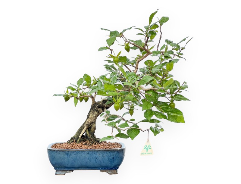 Diospyros Kaki - Kaki - 40 cm