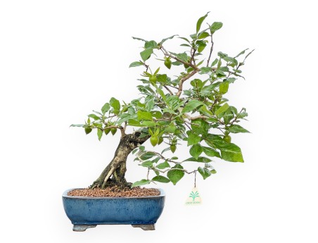 Diospyros Kaki - Plaqueminier - 40 cm