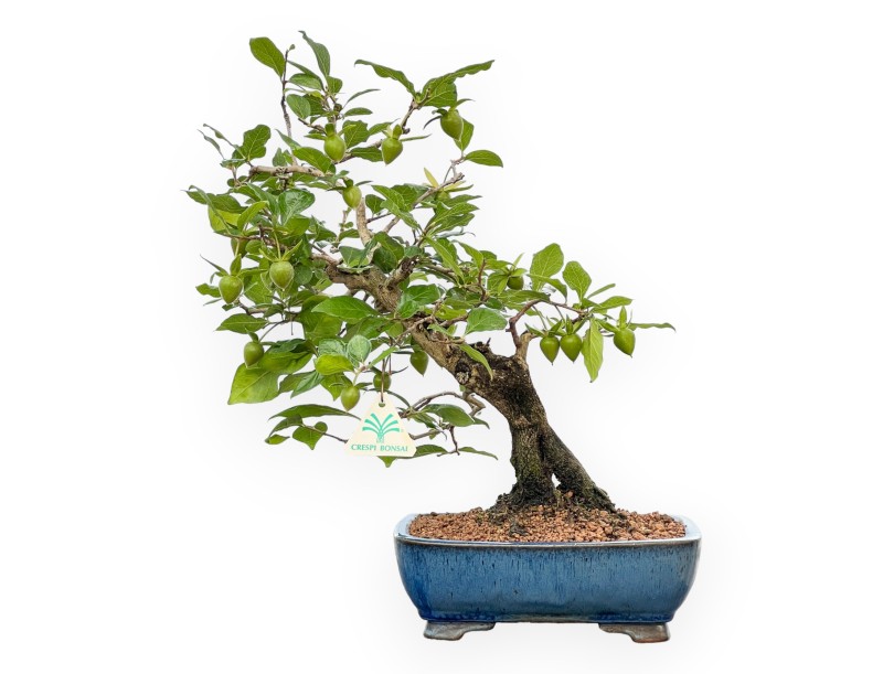 Diospyros Kaki - Kaki - 40 cm