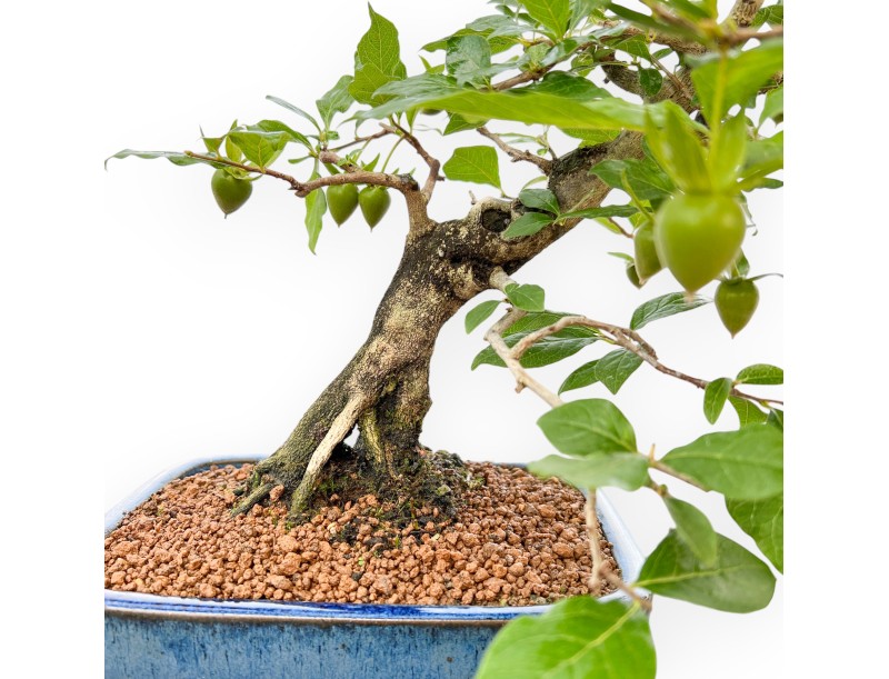 Diospyros Kaki - Plaqueminier - 40 cm
