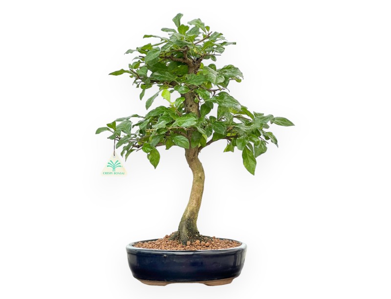 Diospyros Kaki - Kaki - 45 cm