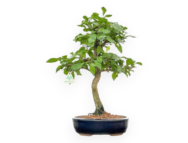Diospyros Kaki - Plaqueminier - 45 cm 2