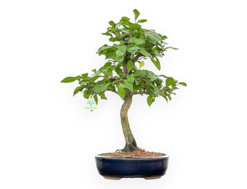 Diospyros Kaki - Plaqueminier - 45 cm