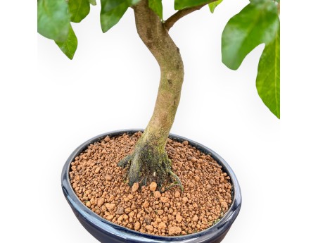 Diospyros Kaki - Kaki - 45 cm