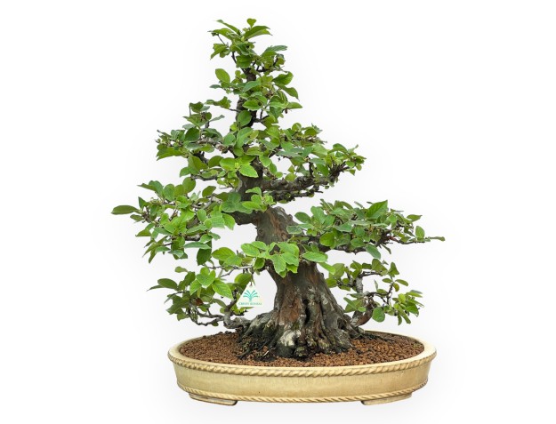 Pseudocydonia Chinensis - Apple Tree - 63 cm