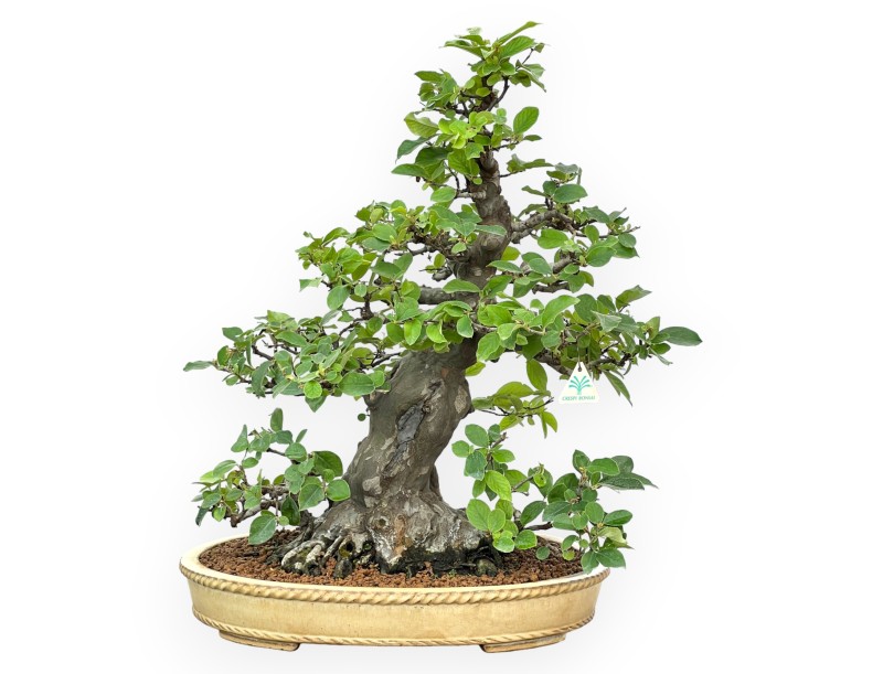 Pseudocydonia Chinensis - Cognassier - 63 cm