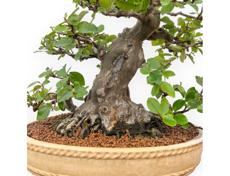 Pseudocydonia Chinensis - Apple Tree - 63 cm