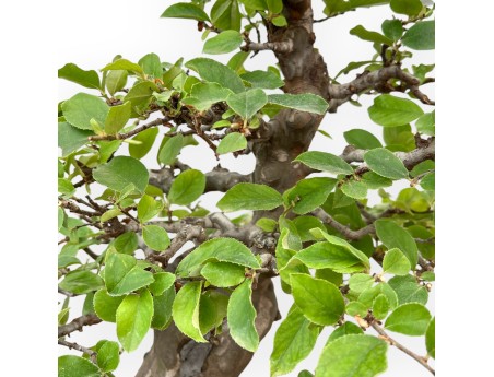 Pseudocydonia Chinensis - Cognassier - 63 cm