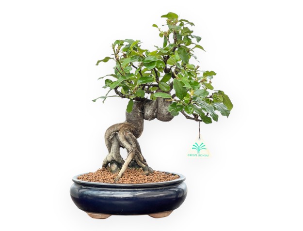 Pseudocydonia Chinensis - Quitte - 36 cm